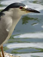 Image of Night Herons