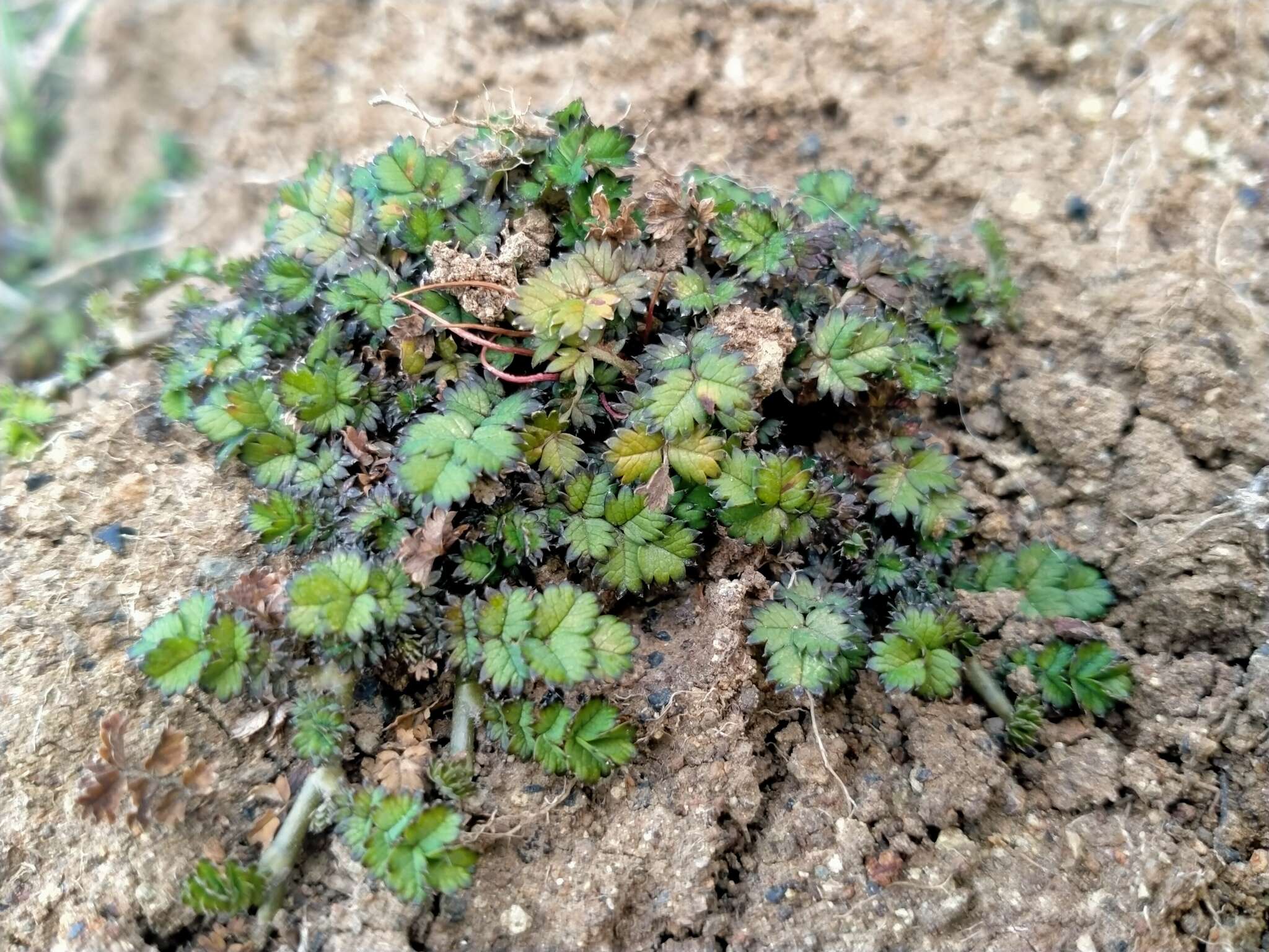 Image of Acaena microphylla Hook. fil.