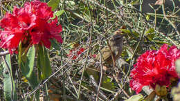 Image of Brown-flanked Bush Warbler