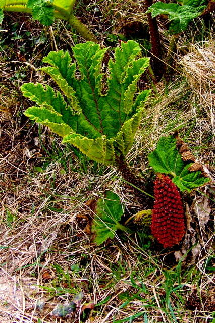 Image of Chilean gunnera