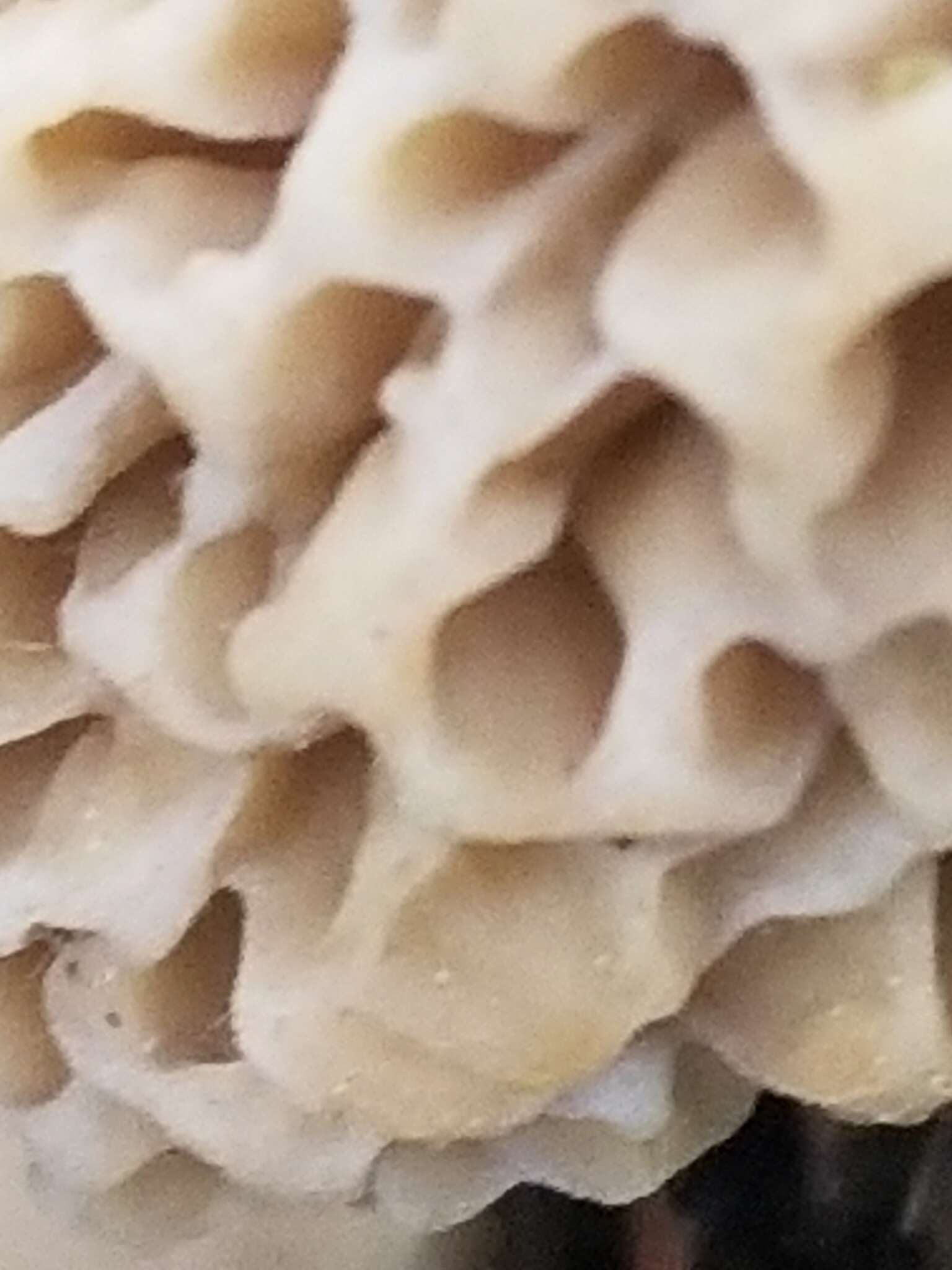 Image of Yellow Morel