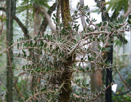 Image of Alluaudia comosa (Drake) Drake