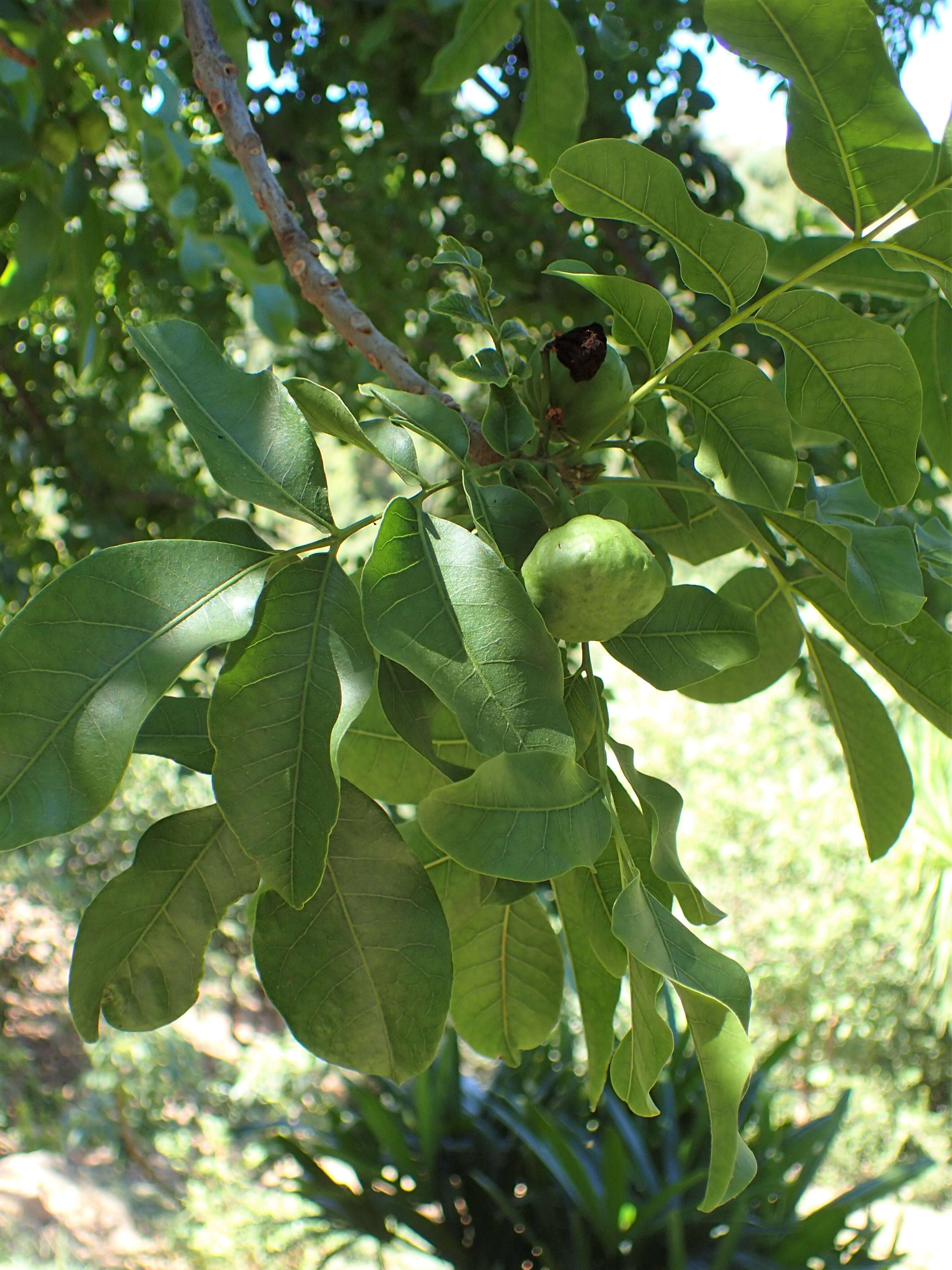 Image of Pleiogynium timoriense