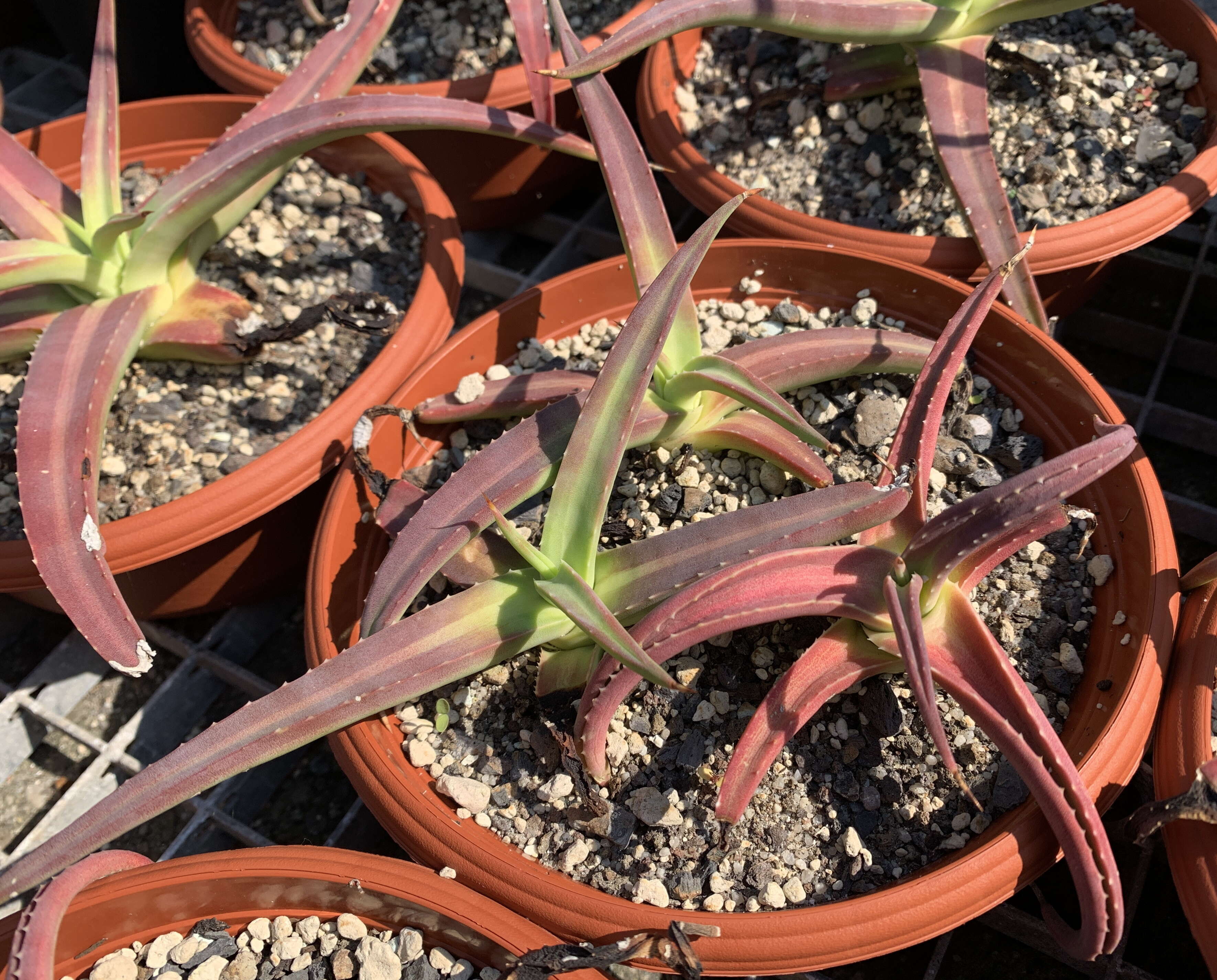 Agave nizandensis Cutak resmi