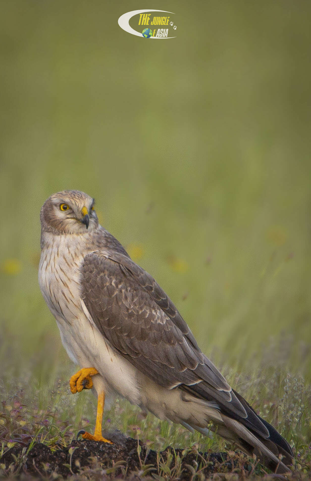 Image of Pallid Harrier