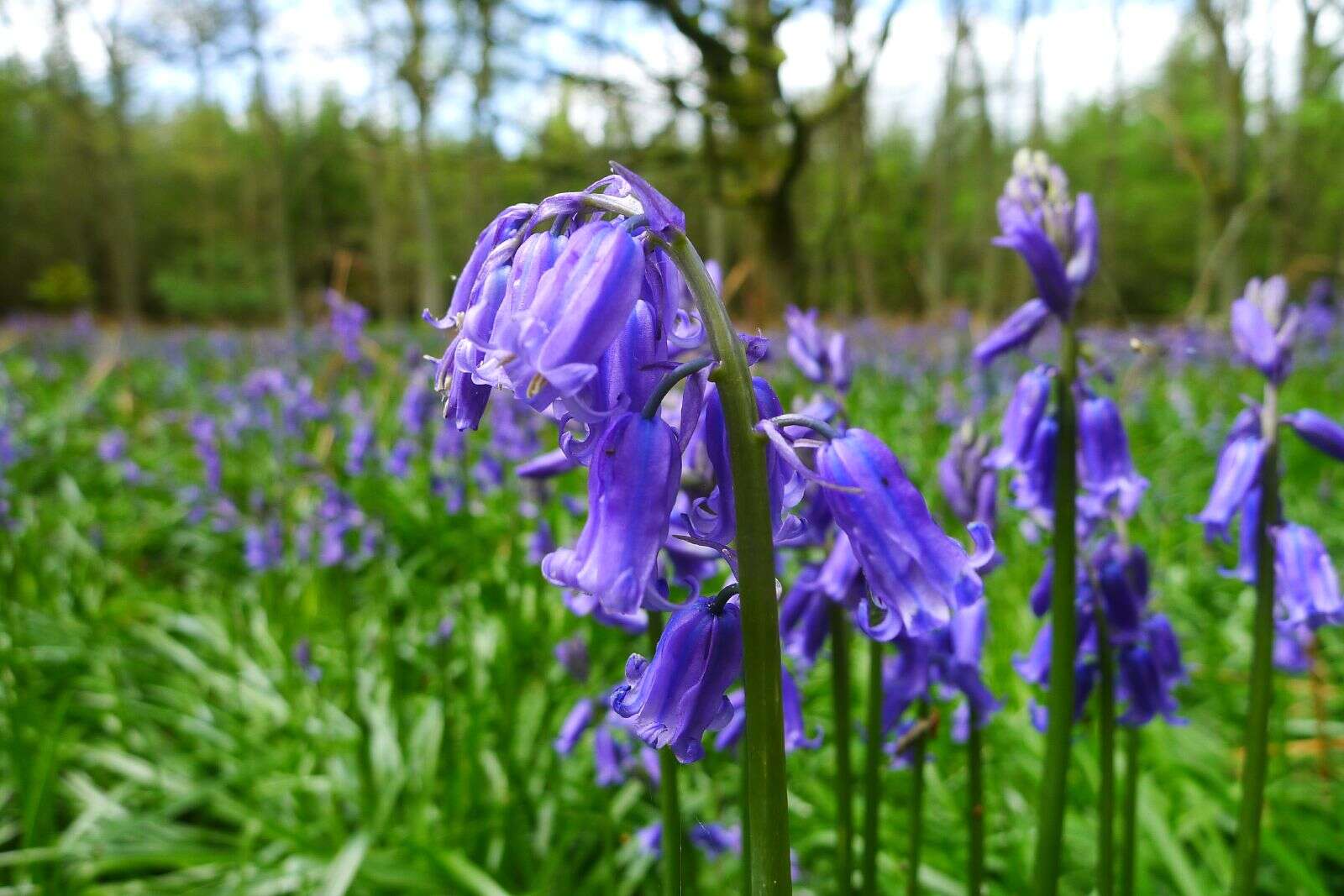 Image of Common Bluebell