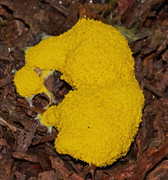 Image of Dog vomit slime mold