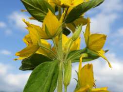 Image of Dotted Loosestrife