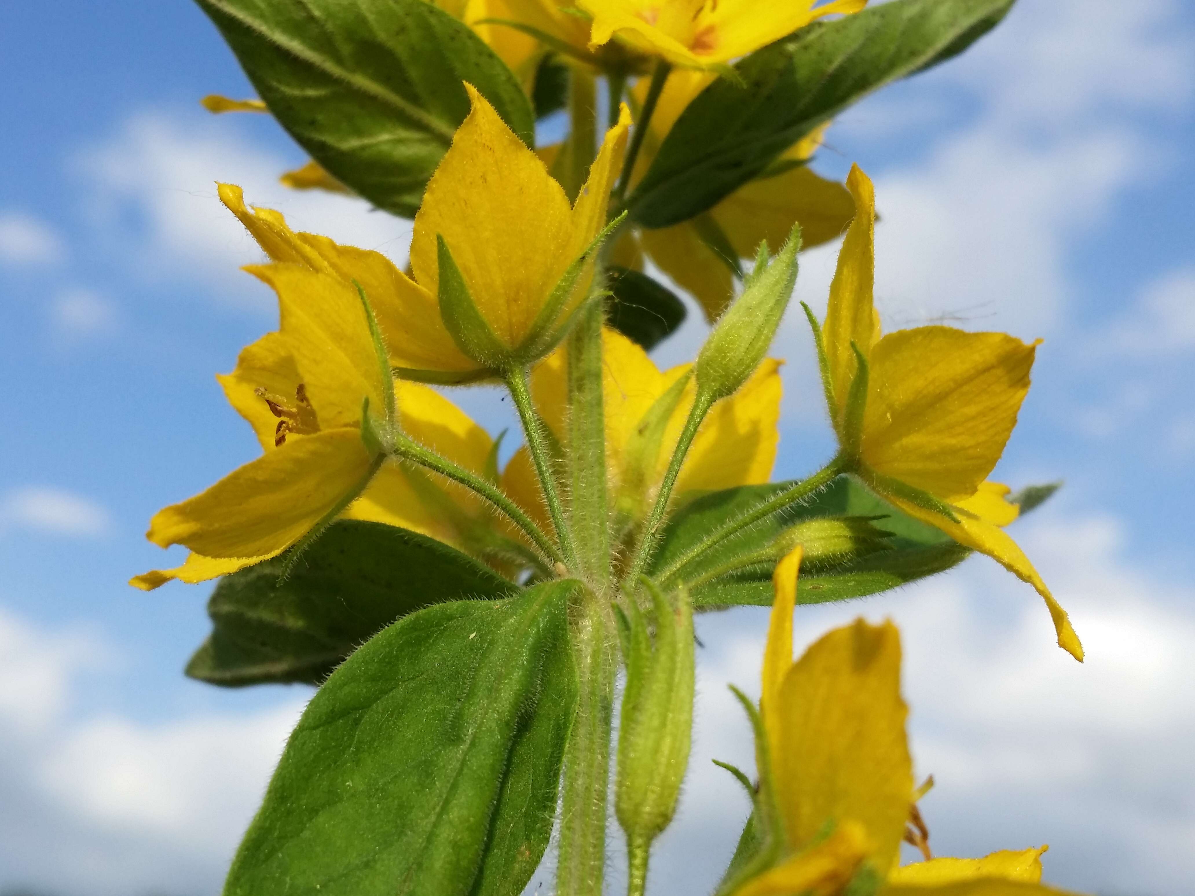 Image of Dotted Loosestrife