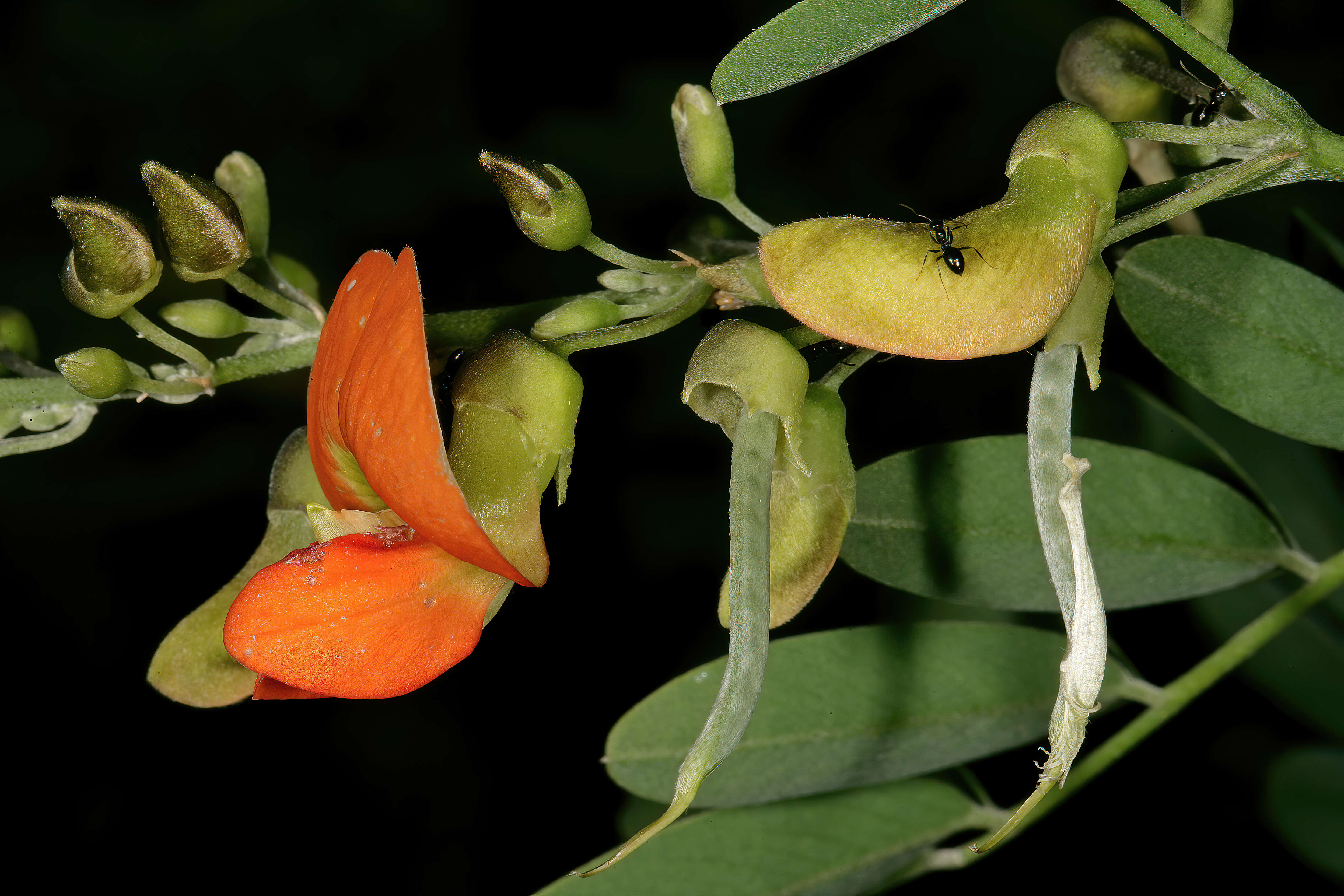 Image of Tephrosia pondoensis