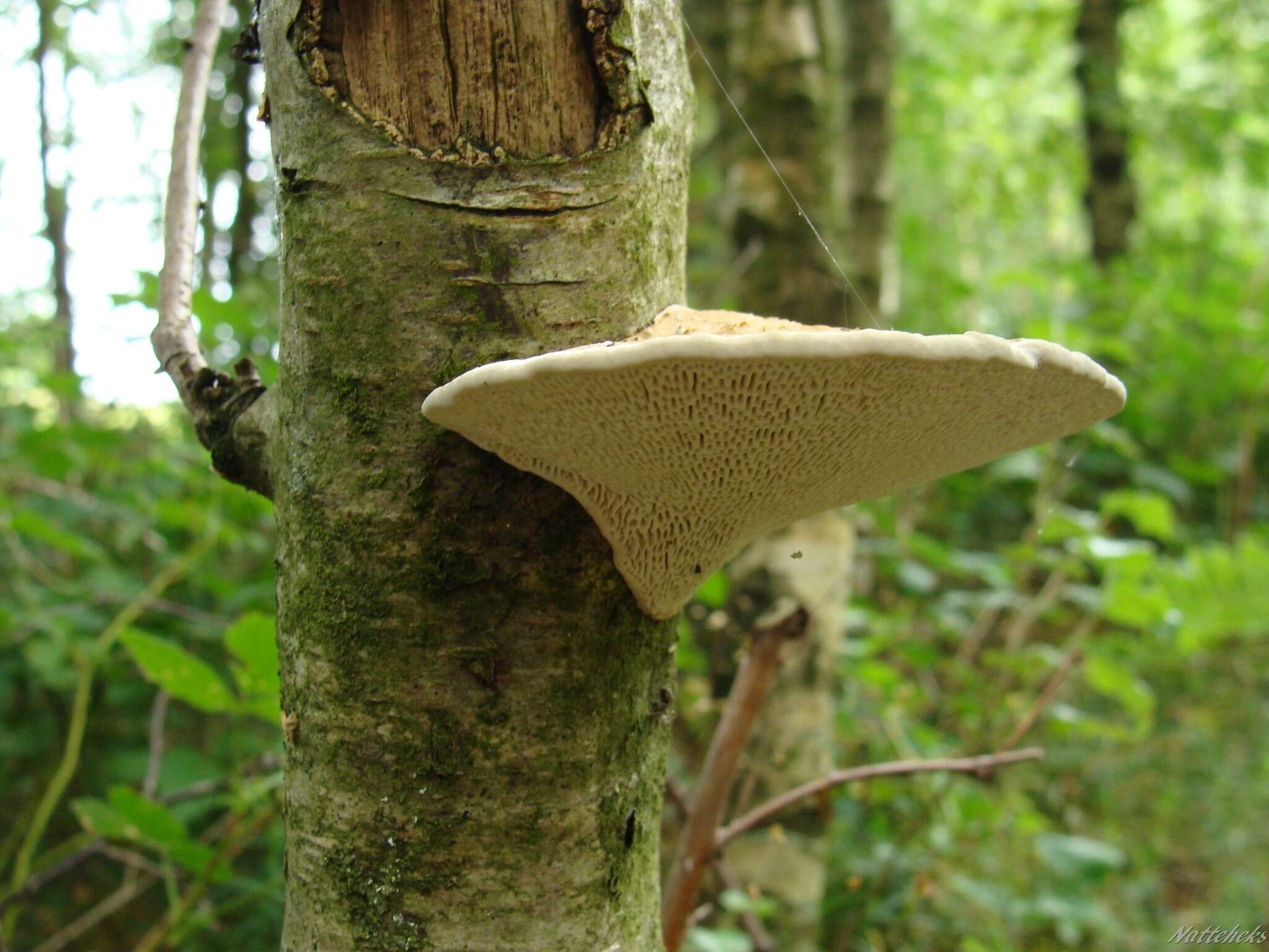 Image of birch polypore