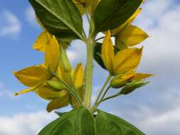 Image of Dotted Loosestrife