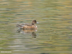 Image of Eurasian Wigeon