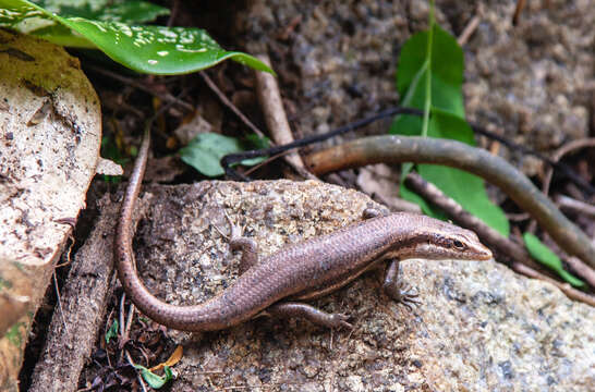 Plancia ëd Trachylepis seychellensis