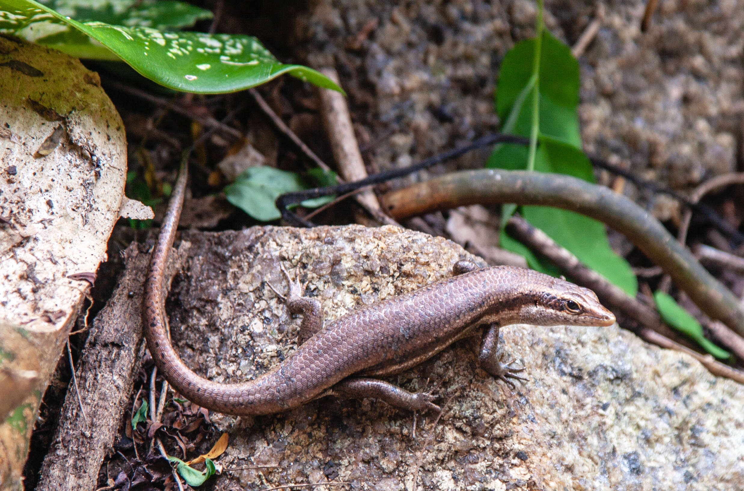 Image of Seychelles skink