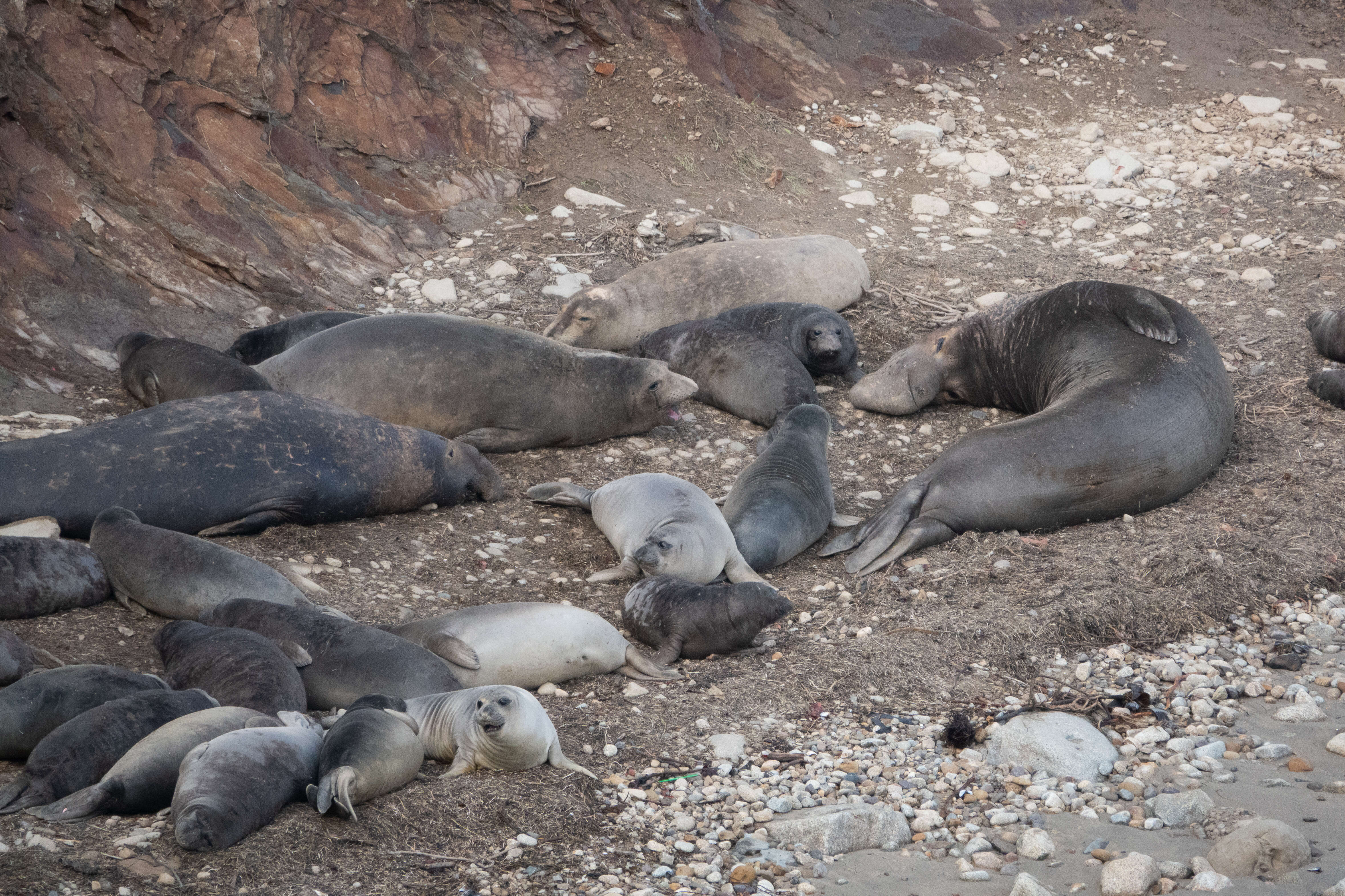 Image of Northern Elephant Seal