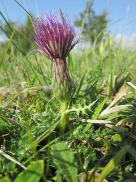 Image of dwarf thistle