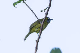 Image of Yellow-eared Bulbul