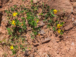 Image of Common Bird's-foot-trefoil