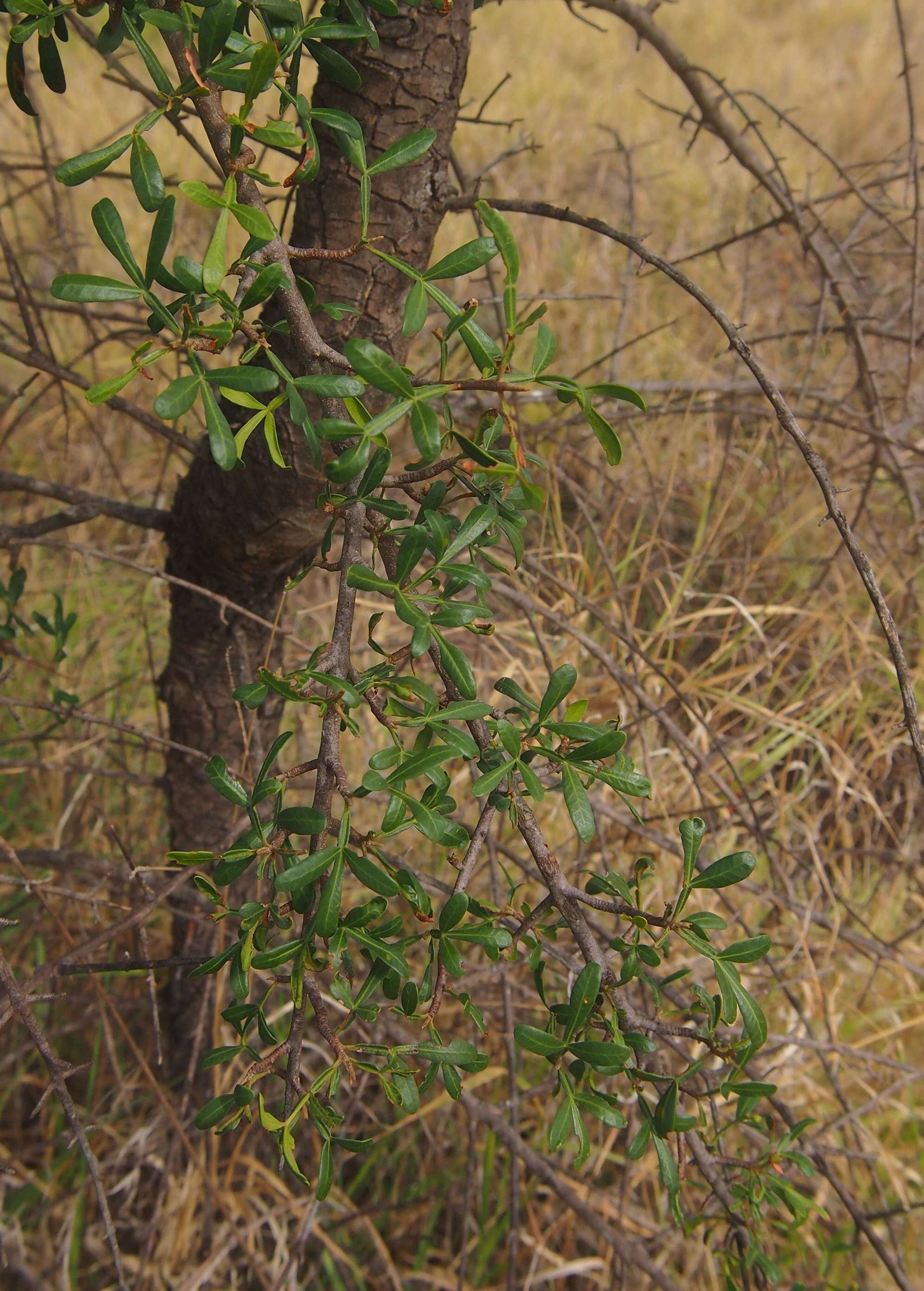 Image of Flindersia dissosperma (F. Müll.) Domin