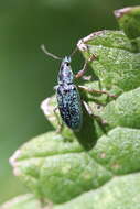 Image of Phyllobius (Metaphyllobius) pomaceus Gyllenhal 1834