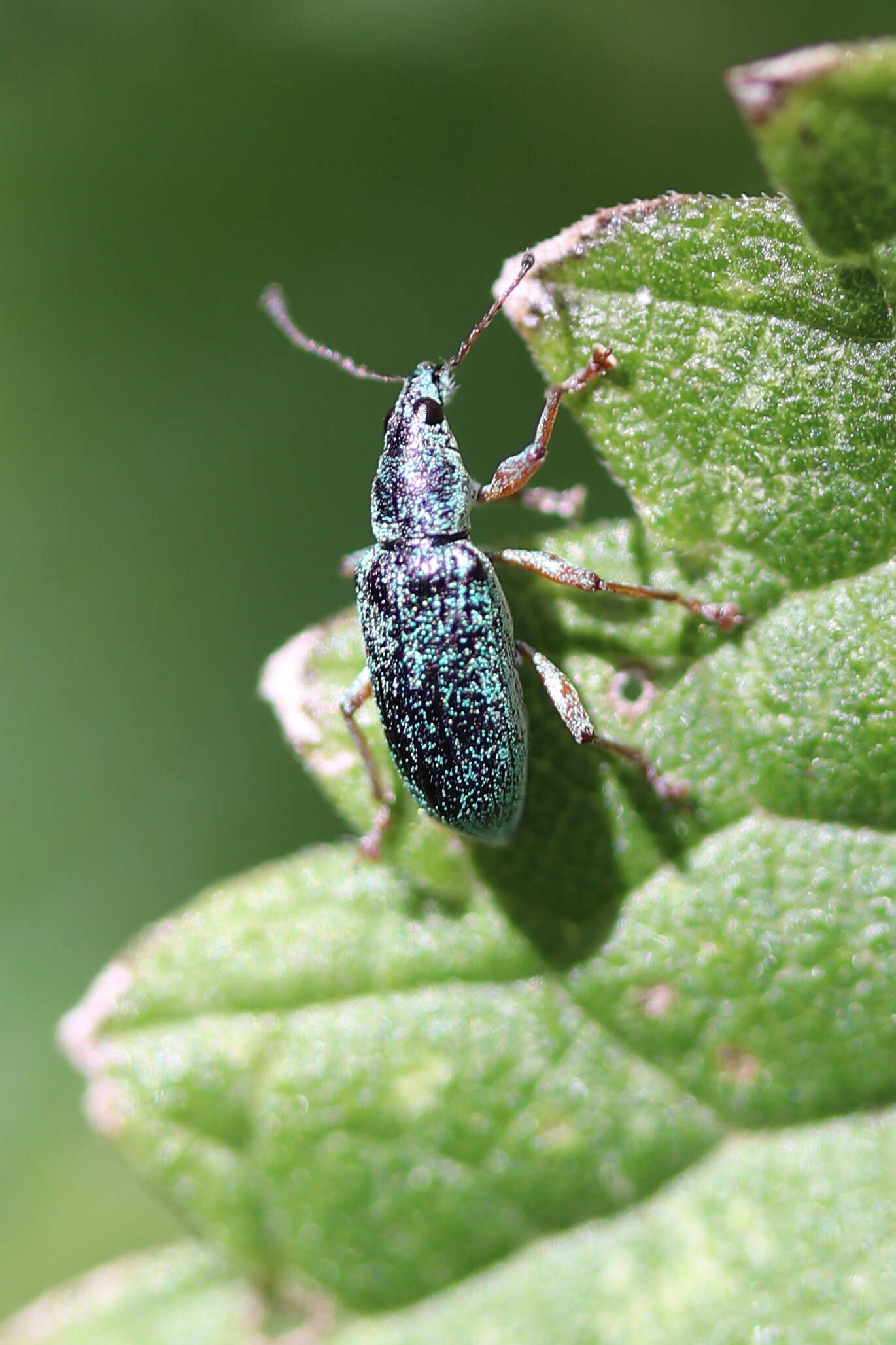 Image of Phyllobius (Metaphyllobius) pomaceus Gyllenhal 1834