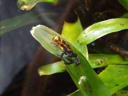 Image of Mimic Poison Frog