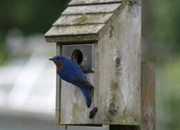 Image of Eastern Bluebird