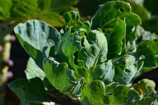 Image of Wild Mustard