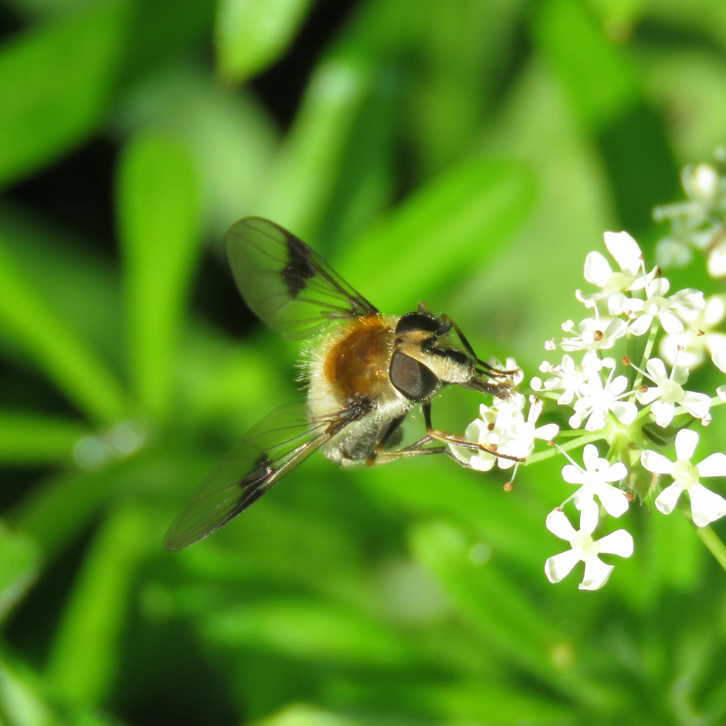 Leucozona lucorum (Linnaeus 1758) resmi