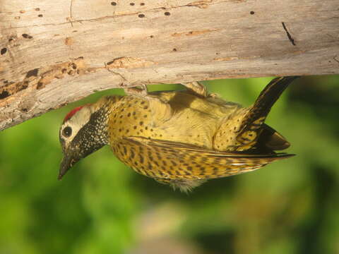 Image of Spot-breasted Woodpecker