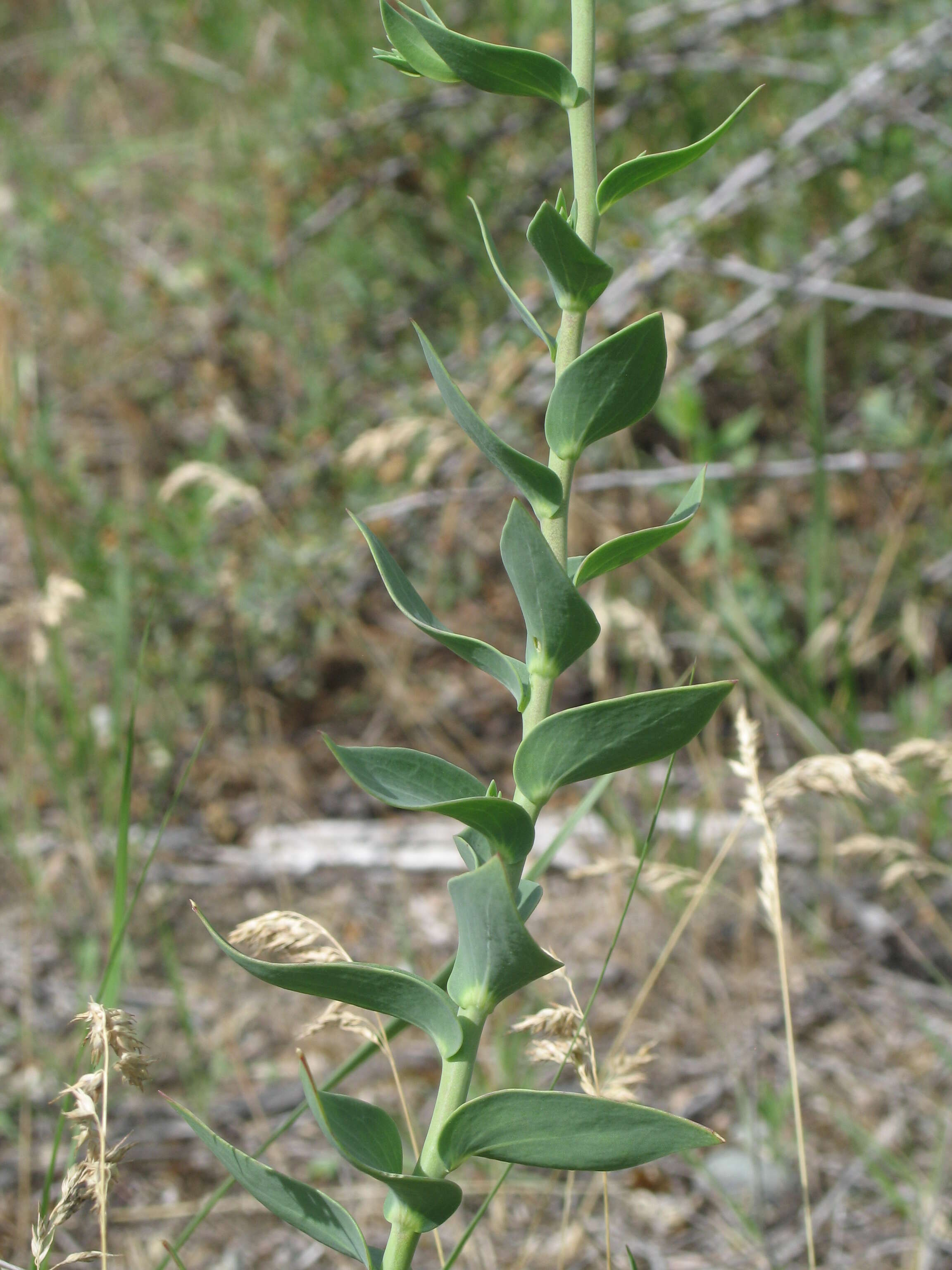 Plancia ëd Linaria dalmatica (L.) Mill.