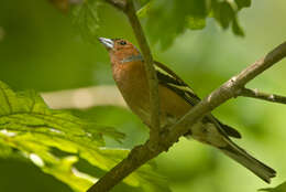 Image of Fringilla Linnaeus 1758