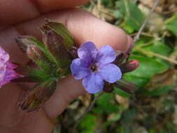 Image of Lungwort