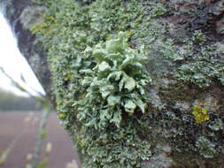 Image of Cartilage lichen