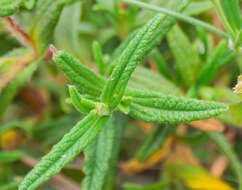 Imagem de Cistus monspeliensis L.