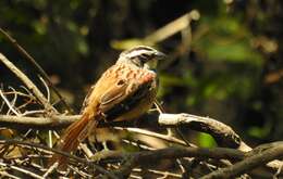 Image de Bruant ligné