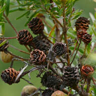 Imagem de Leucadendron floridum R. Br.