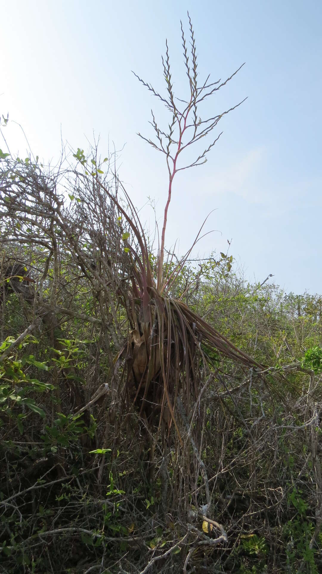 Image of Airplants