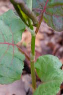 Plancia ëd Reynoutria sachalinensis (Friedrich Schmidt Petrop.) Nakai