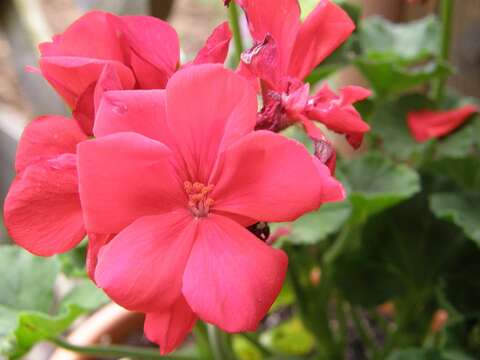 Imagem de Pelargonium