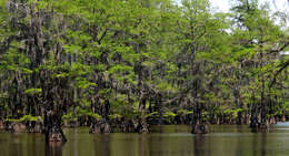 Image of Bald Cypress