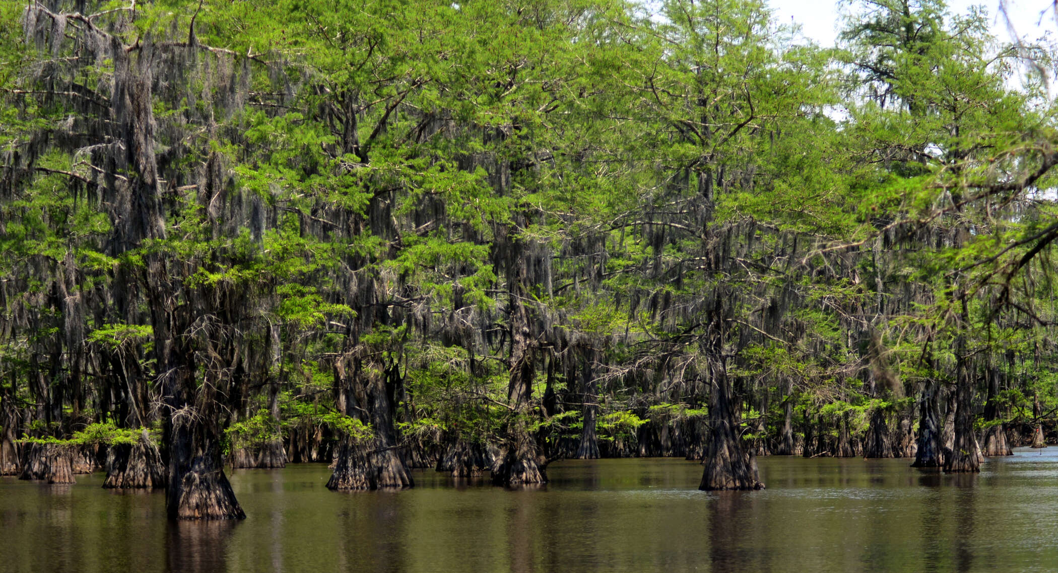 Image of Bald Cypress