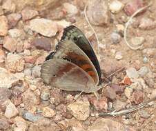 Image of Junonia nigrosuffusa Barnes & McDunnough 1916