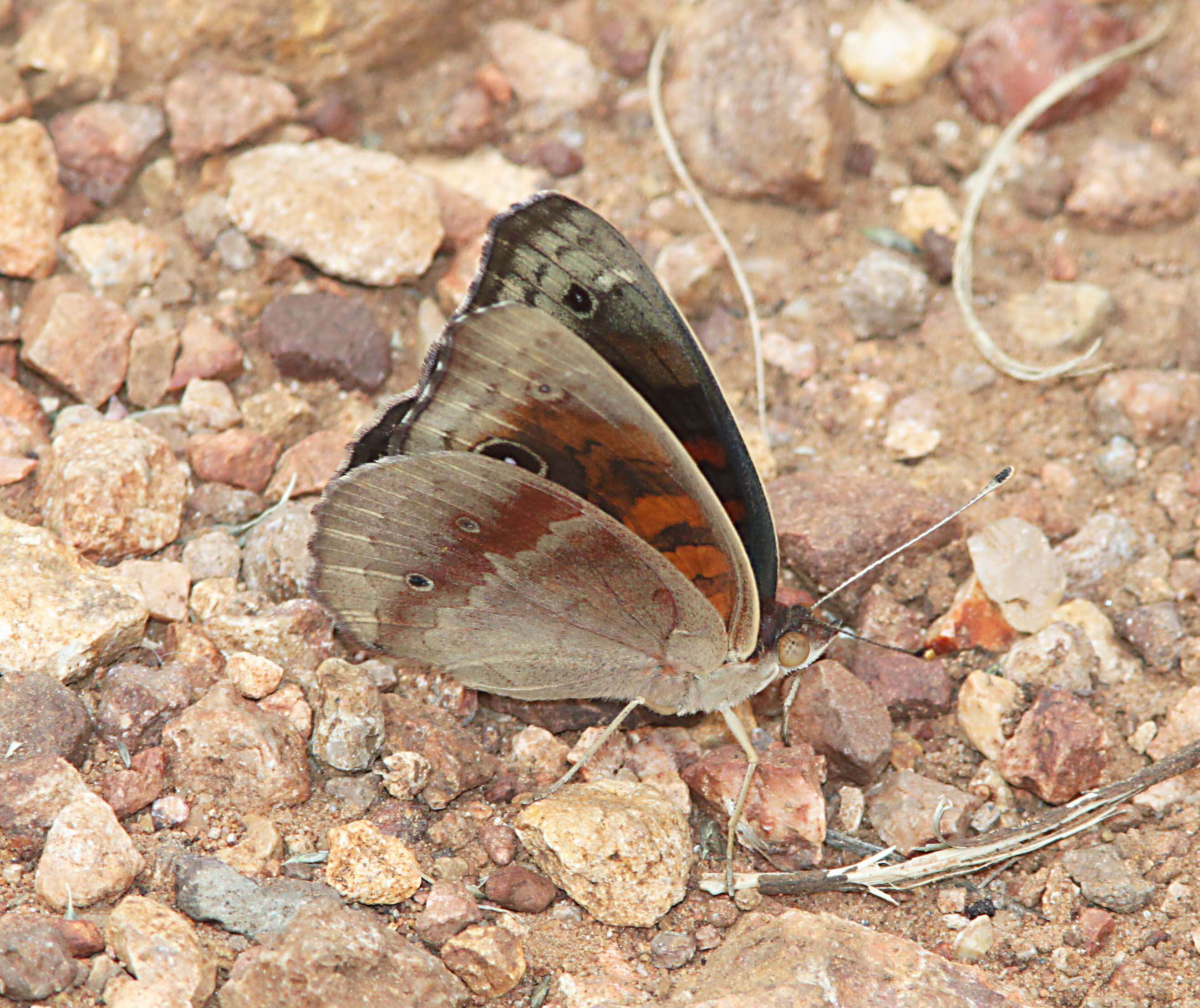 Image of Junonia nigrosuffusa Barnes & McDunnough 1916