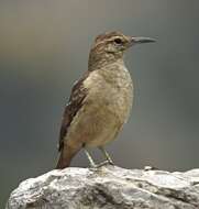 Image of Thick-billed Miner