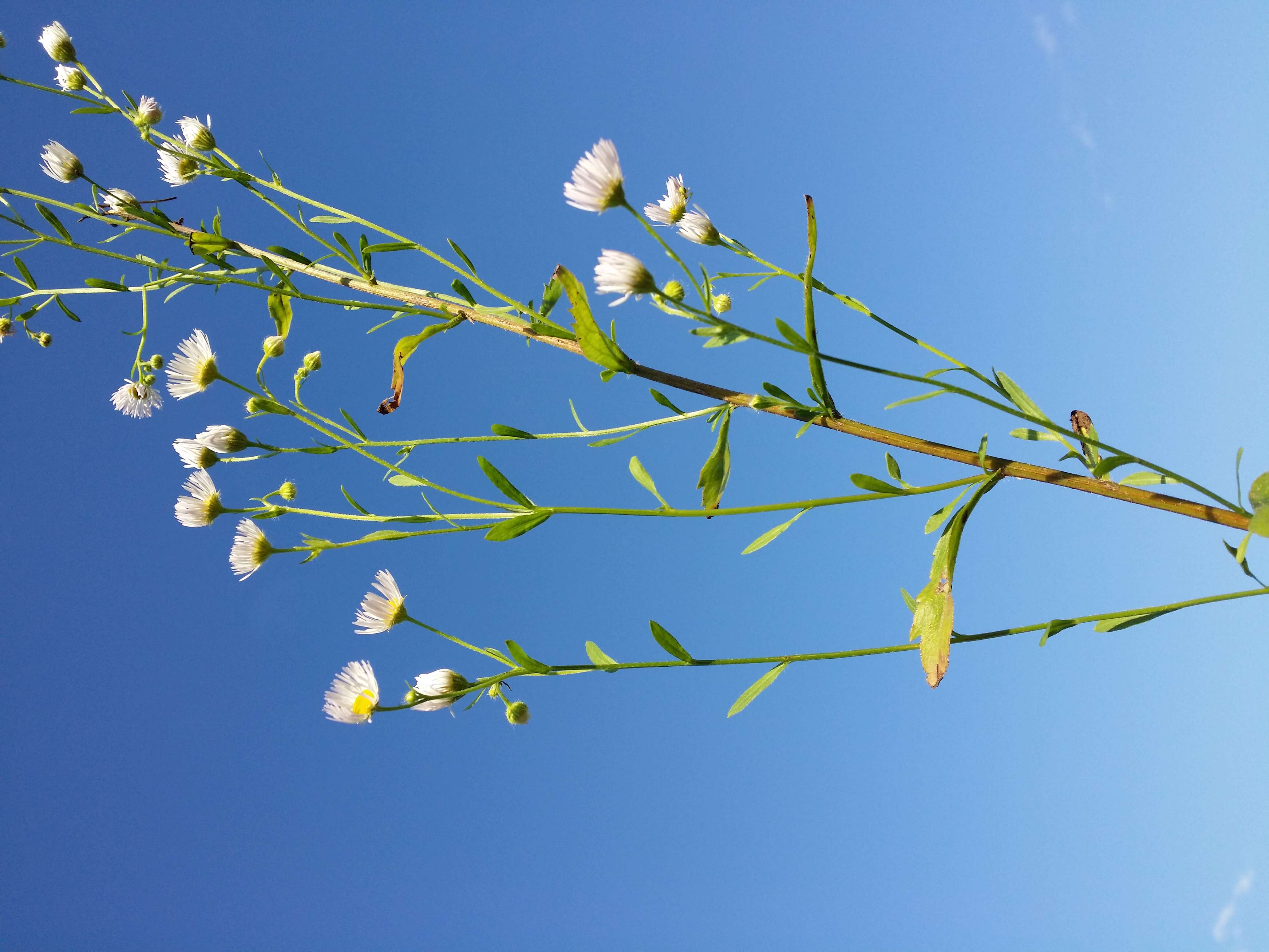 Image of eastern daisy fleabane