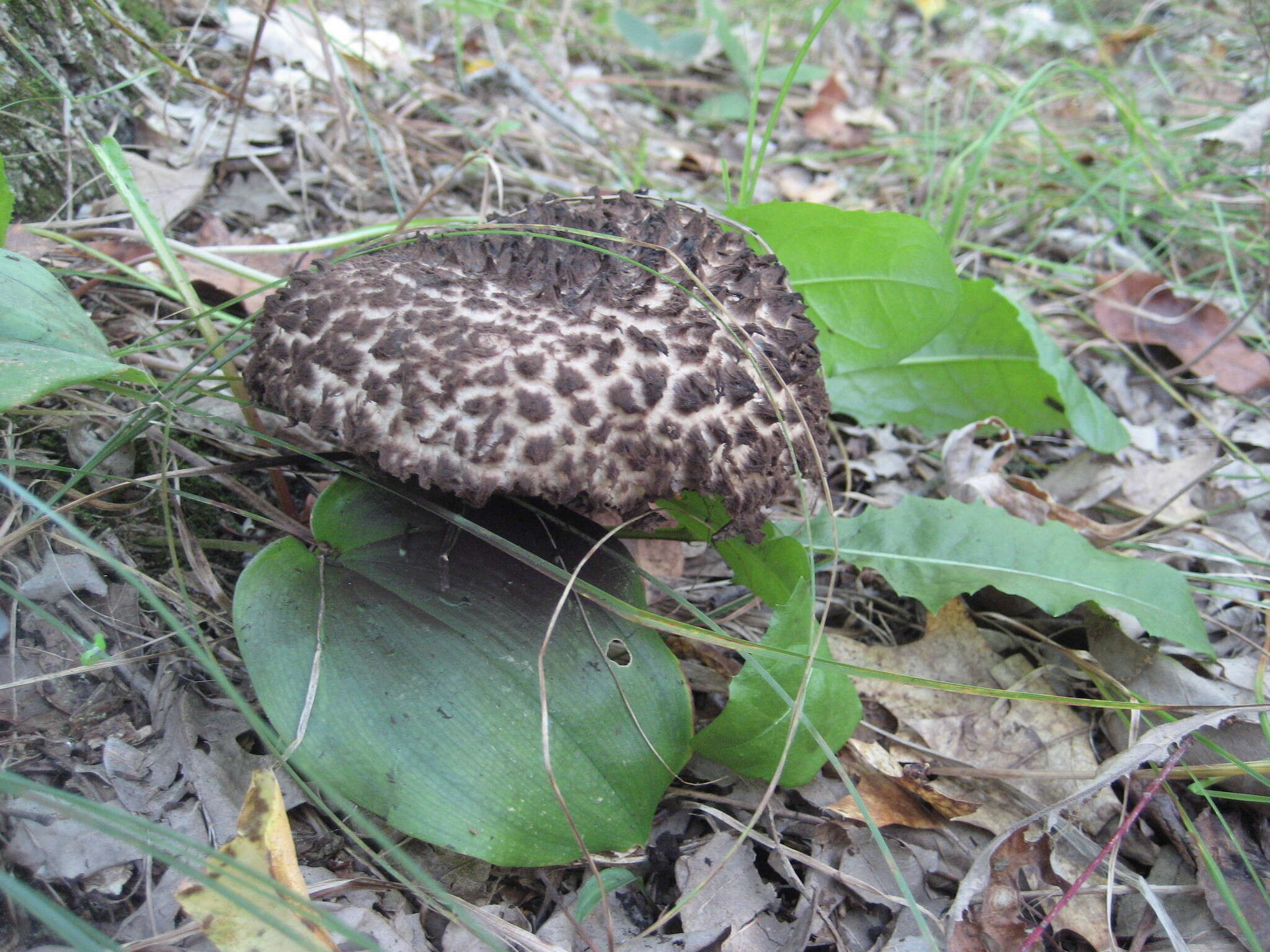 Слика од Strobilomyces strobilaceus (Scop.) Berk. 1851