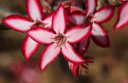 Image de Adenium obesum subsp. multiflorum (Klotzsch) G. D. Rowley