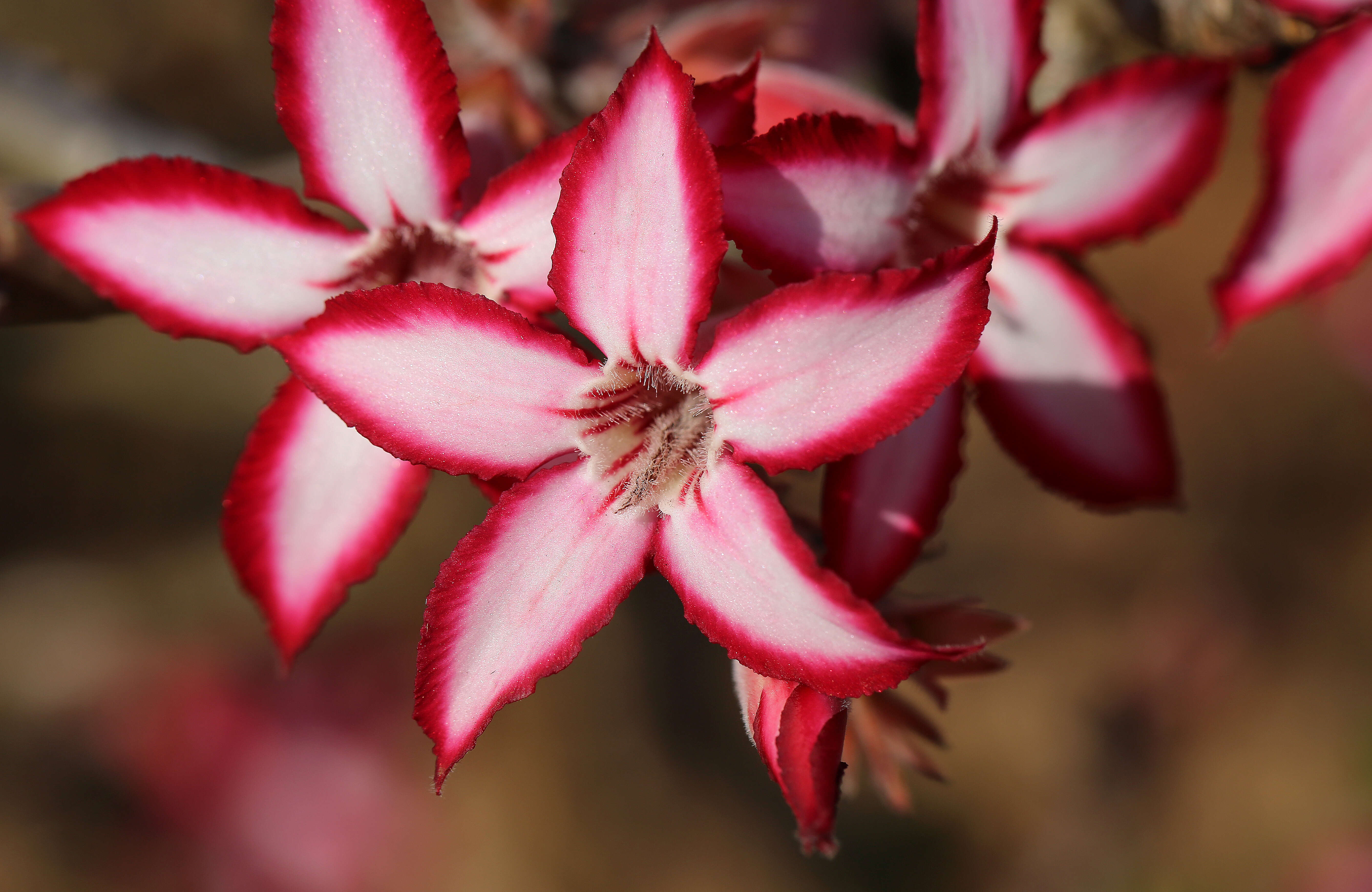 Image de Adenium obesum subsp. multiflorum (Klotzsch) G. D. Rowley